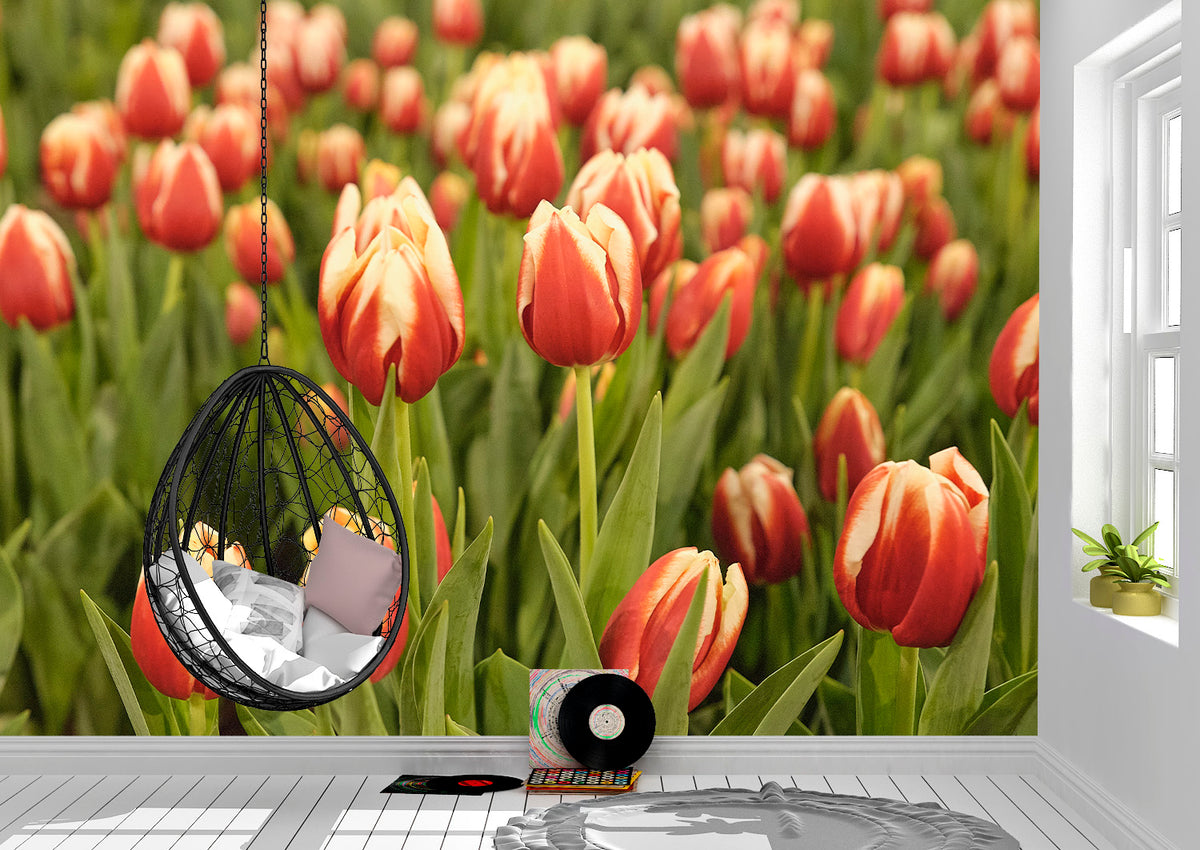 Bring sunshine indoors with this stunning tulip in Bloom Wall Mural! Brighten up any room in no time with its stunning red and yellow blooms – perfect for residential or commercial settings. Dress up your walls and take your decor game up a notch – add a splash of color to your life and make any room pop! Ready, set, get your 'wow' on? Install Tulips in Bloom!