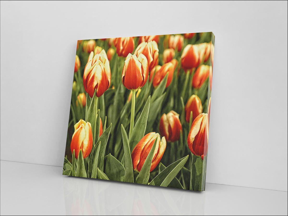 An image of tulips in bloom printed on 24x24 inch canvas wrapped on artist's stretcher bars. The cotton-poly canvas has a semi-gloss finish and is hand-stretched and stapled in place. Kraft paper covers the back of the frame.