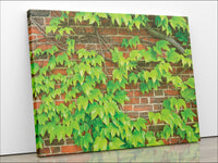 An image of Ivy on Brick Wall printed on 20x24 inch canvas wrapped on artist&#39;s stretcher bars. The cotton-poly canvas has a semi-gloss finish and is hand-stretched and stapled in place. Kraft paper covers the back of the frame.