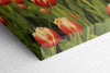 An image of tulips in bloom printed on 24x24 inch canvas wrapped on artist's stretcher bars. The cotton-poly canvas has a semi-gloss finish and is hand-stretched and stapled in place. Kraft paper covers the back of the frame.